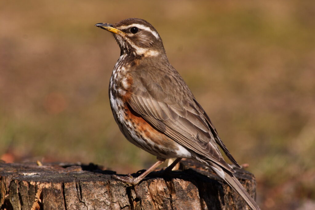 Foto: Thomas Holmberg Ånnsjöns Fågelstation